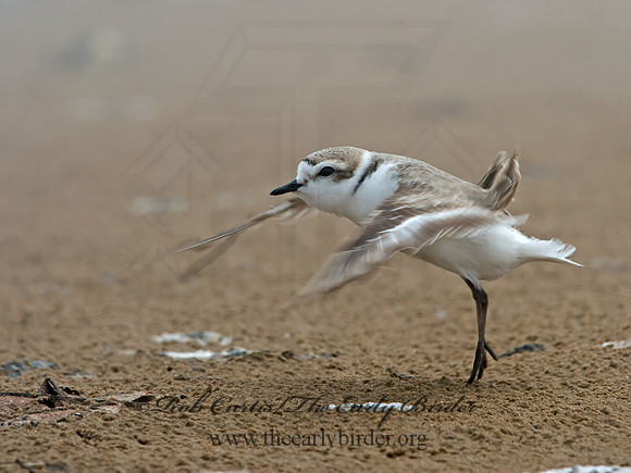 Charadrius nivosus  SNOWY PLOVER 9029074z