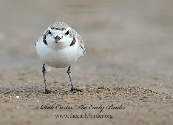 Charadrius nivosus  SNOWY PLOVER 9028938z