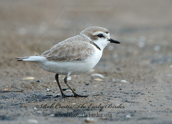 Charadrius nivosus  SNOWY PLOVER 9028943z