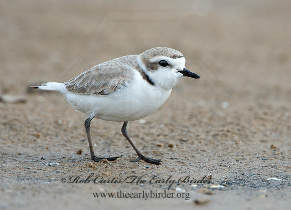 Charadrius nivosus  SNOWY PLOVER 9028942z