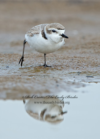 Charadrius nivosus  SNOWY PLOVER 9028933z