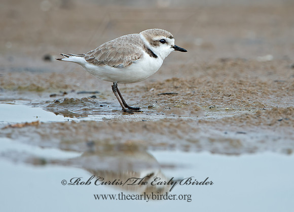 Charadrius nivosus  SNOWY PLOVER 9028934z