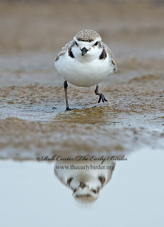 Charadrius nivosus  SNOWY PLOVER 9028932z