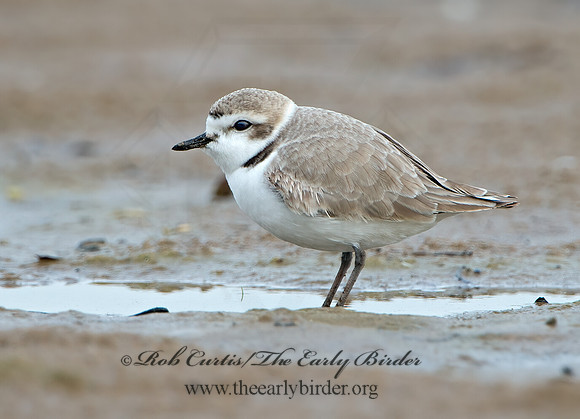 Charadrius nivosus  SNOWY PLOVER 9028931z