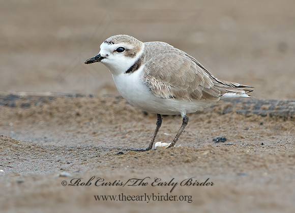 Charadrius nivosus  SNOWY PLOVER 9028930z