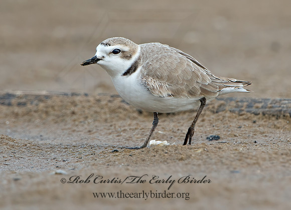 Charadrius nivosus  SNOWY PLOVER 9028929z