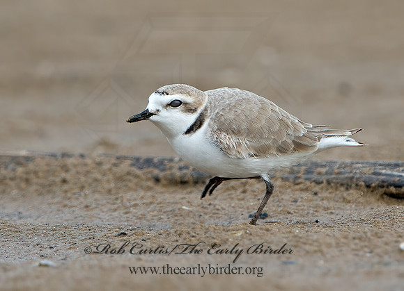 Charadrius nivosus  SNOWY PLOVER 9028927z