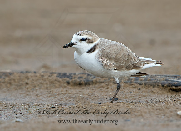Charadrius nivosus  SNOWY PLOVER 9028926z