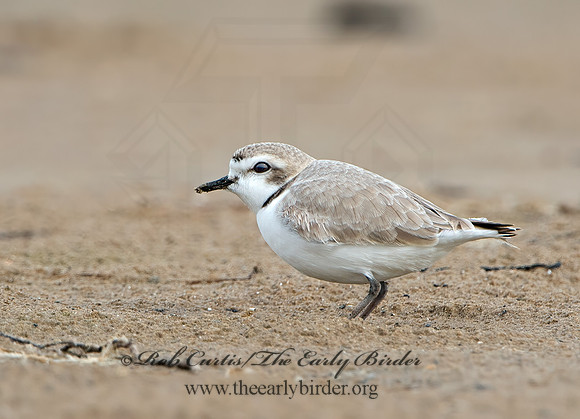 Charadrius nivosus  SNOWY PLOVER 9028924z