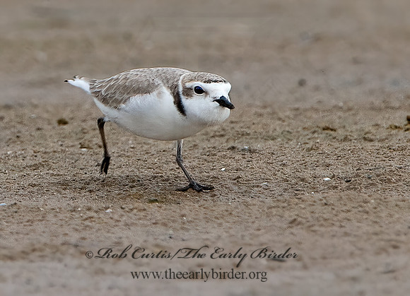 Charadrius nivosus  SNOWY PLOVER 9028912z
