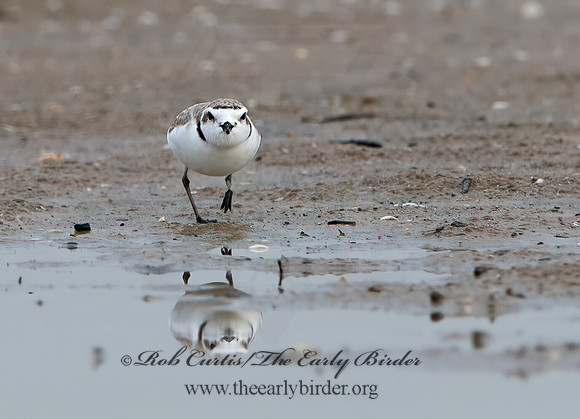 Charadrius nivosus  SNOWY PLOVER 9028908z