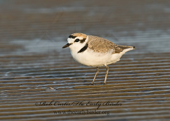 Charadrius nivosus  SNOWY PLOVER 7004027z