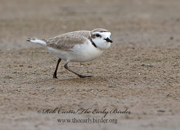 Charadrius nivosus  SNOWY PLOVER 9028911z