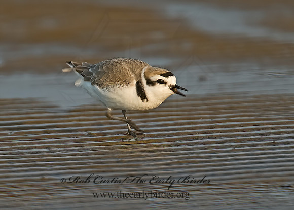 Charadrius nivosus  SNOWY PLOVER 7004022z