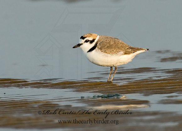 Charadrius nivosus  SNOWY PLOVER 7004019z