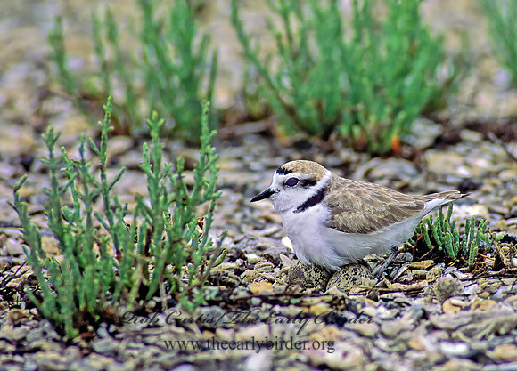 Charadrius nivosus  SNOWY PLOVER 48529z