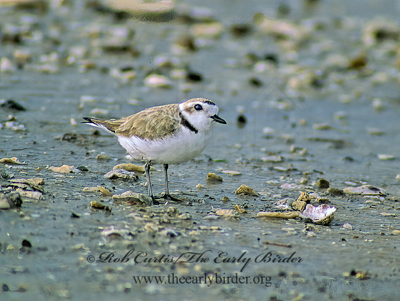 Charadrius nivosus  SNOWY PLOVER 48321z
