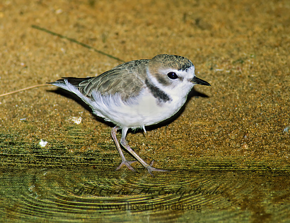 Charadrius nivosus  SNOWY PLOVER 116030z