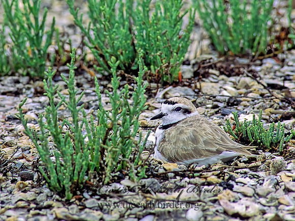 Charadrius nivosus  SNOWY PLOVER 48530z