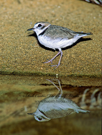 Charadrius nivosus  SNOWY PLOVER 116404z