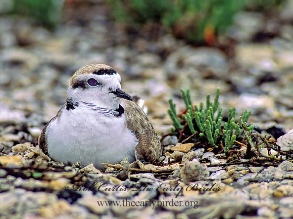 Charadrius nivosus  SNOWY PLOVER 48602z