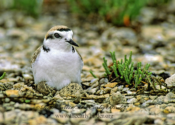 Charadrius nivosus  SNOWY PLOVER 48609z