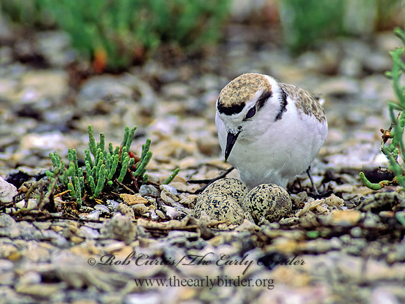 Charadrius nivosus  SNOWY PLOVER 48608z