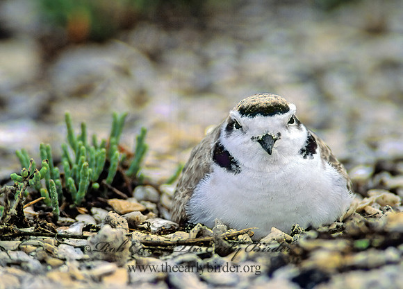 Charadrius nivosus  SNOWY PLOVER 48612z