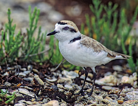Charadrius nivosus  SNOWY PLOVER 48628z