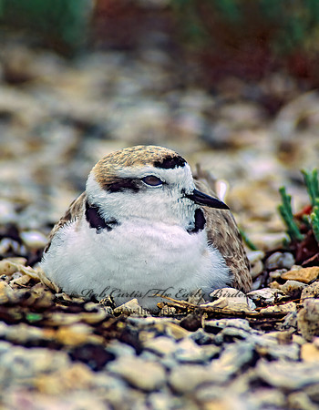 Charadrius nivosus  SNOWY PLOVER 48619z
