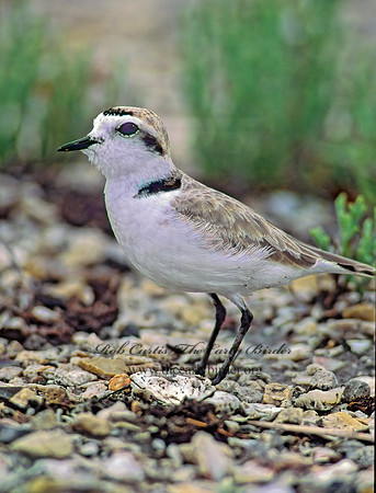 Charadrius nivosus  SNOWY PLOVER 48630 z