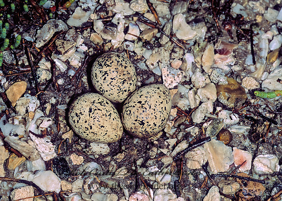 Charadrius nivosus  SNOWY PLOVER 48325z