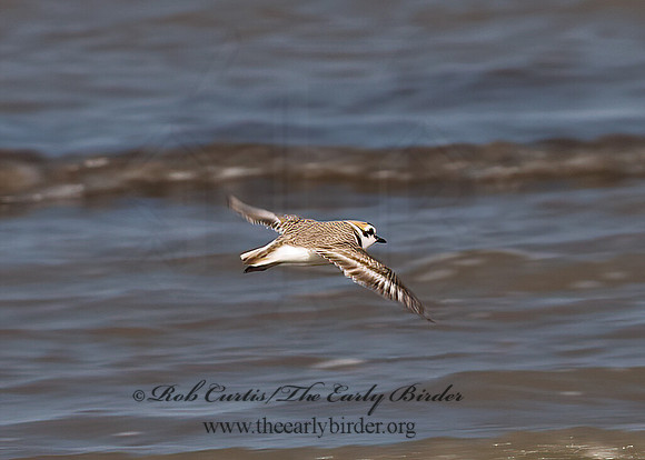 Charadrius nivosus  SNOWY PLOVER 6022570z