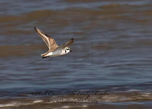Charadrius nivosus  SNOWY PLOVER 6022572z