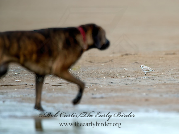 Charadrius nivosus  SNOWY PLOVER 9028918z
