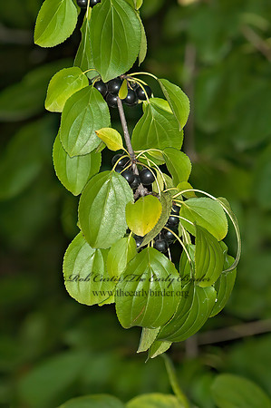 Rhamnus cathartica  COMMON BUCKTHORN 5016908z