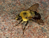Bombus bimaculatus 2-SPOTTED BUMBLEBEE 1110927 Mz