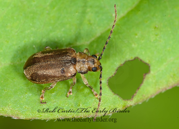 Pyrrhalta viburnum  VIBURNUM LEAF BEETLE  8033198z