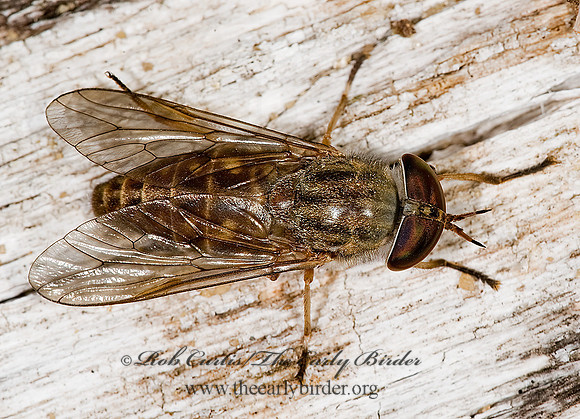 Tabanus sackeni  HORSE FLY 8008397z