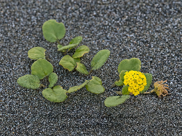 Abronia latifolia  COASTAL SAND VERBENA 9059145z