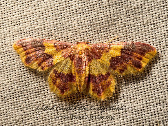Lophosis labeculata  STAINED LOPHOSIS 9050721z