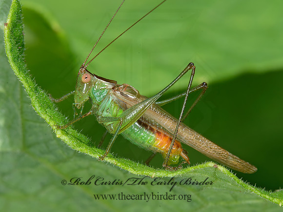 Conocephalus brevipennis  SHORT-WINGED MEADOW KATYDID 9041256z