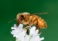 Apis mellifera WESTERN HONEYBEE 7012043z