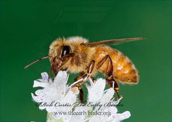 Apis mellifera  WESTERN HONEYBEE 7012043z