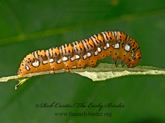 Basilodes pepita  GOLD MOTH 1305608z