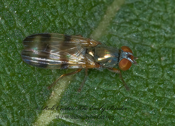 Chaetopsis masyla  PICTURE-WINGED FLY 6015743z