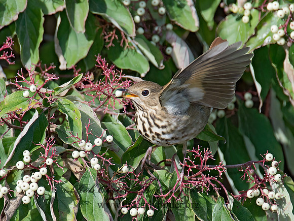 Catharus guttatus  HERMIT THRUSH 9015618z