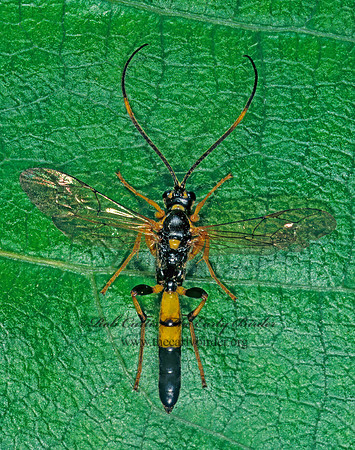 Ectopimorpha wilsoni 1113028z