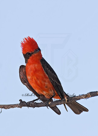 Pyrocephalus rubinus  VERMILION FLYCATCHER 7008534Z