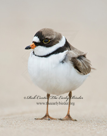Charadrius semipalmatus  SEMIPALMATED PLOVER  9002432z